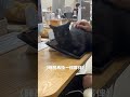 小貓咪可愛的打擾工作 ❤️ #寵物 #cat #貓咪 #貓咪日常 #貓