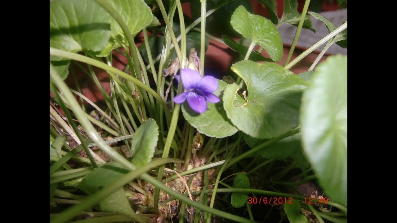 major field of study medicine La violeta, poderoso expectorante