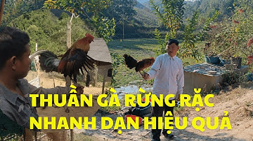 Cách thuần gà rừng rặc nhanh dạn và hiệu quả|| Gà Rừng Tây Bắc