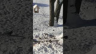 Воробьи раскапывают корм в снегу.