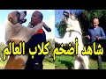 أضخم و أشرس كلاب في العالم في المغرب في مزرعة حكيم عزماني الجزء 1 Le Chien Alabai En Fin Au Maroc