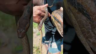 The terrible king of the swamp #animals #wildlife #wilderness #anaconda