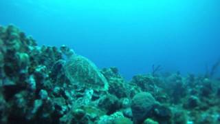 Schildpad Gespot Op Curacao 2011