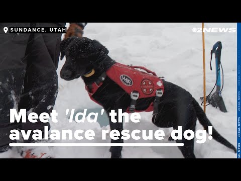 Meet 'Ida,' the Sundance avalanche rescue dog in training
