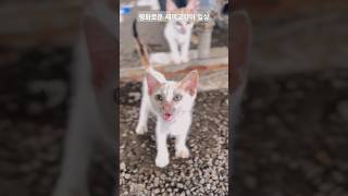 평화로운 새끼고양이 일상 Peaceful kitten daily life.