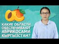 Какие области Кыргызстана лидируют по выращиванию абрикосов и в какие страны их экспортируют?