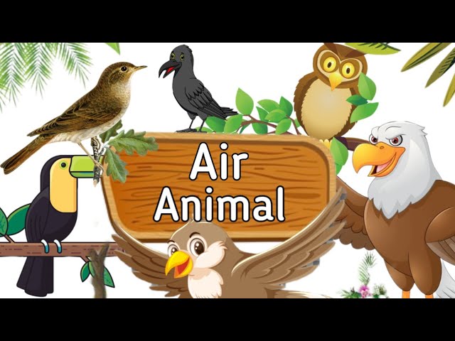 Air Animals | Flying Animals | Birds Name class=