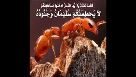 027 سورة النمل خالد الجهيم