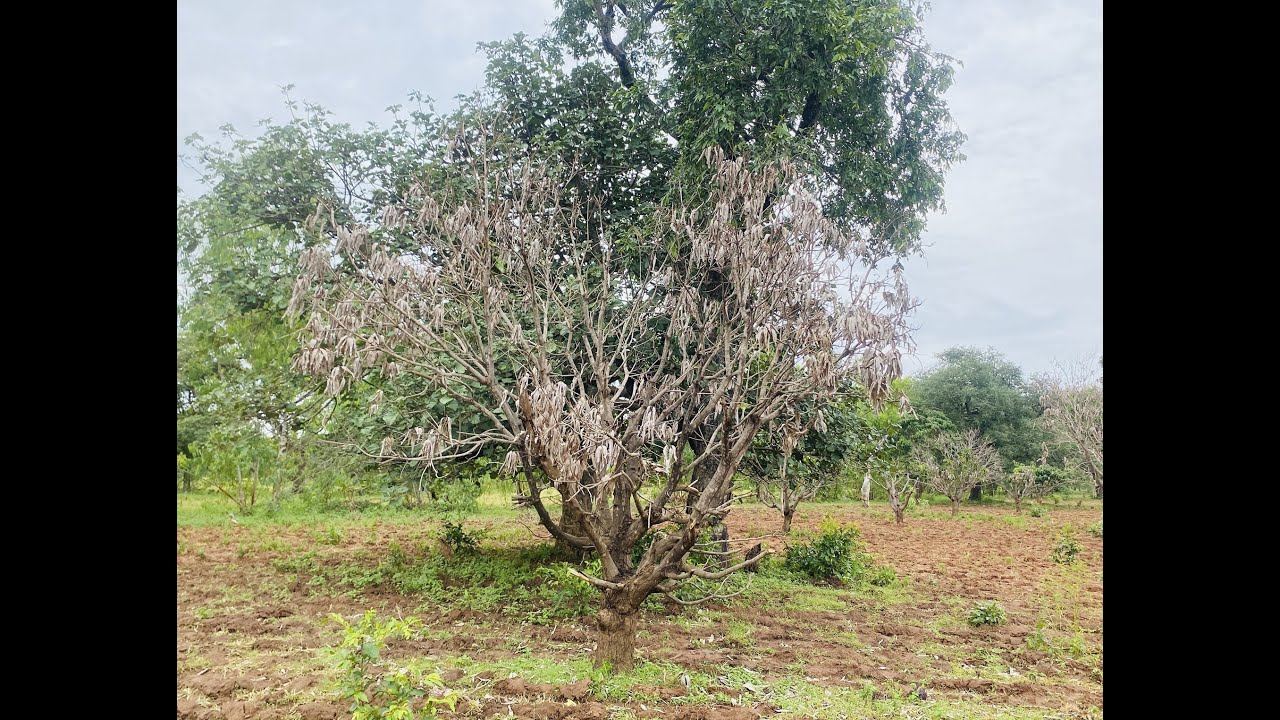 Dessèchement du manguier : Prise en main du fléau grâce au PRSA-BF