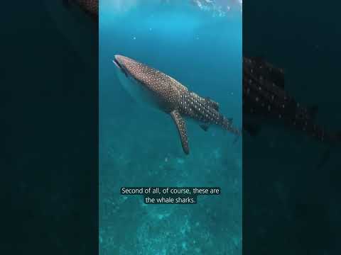 Vilamendhoo Island Resort & Spa — film poster
