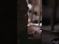 یوهانس برامس  