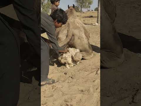 طفل صغير يخف ف برودة ناقته العجوز بدفء يشعل ه لها بحنان