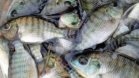 Thả Lưới Bắt Cá Trúng Đậm Mẻ Cá Rô Phi | Nhịp Sống Miền Quê