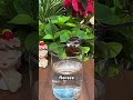 5 Remedios de cocina para revivir cualquier planta enferma 🪴✨