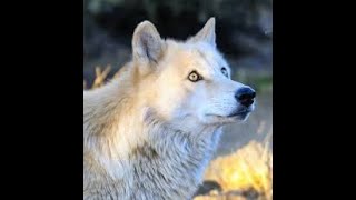 Animals   in world  top 10 most beautiful wolves الحيوانات -في العالم -أجمل 10 ذئاب