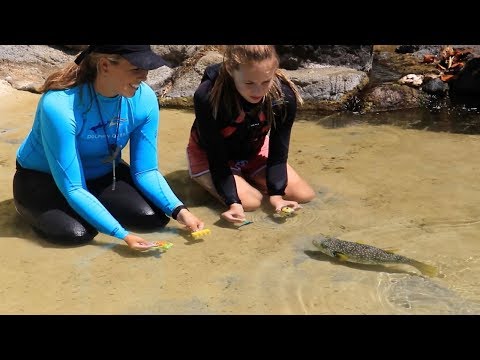 Video: Fish Intelligence - Балык канчалык акылдуу?