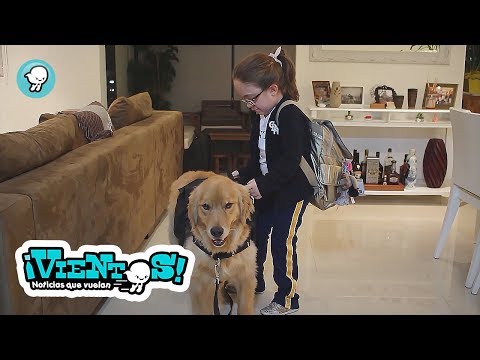 Video: Estudiantes Con Necesidades Especiales Emparejados Con Perros De Rescate Que Se Entrenan Para Ser Animales De Servicio