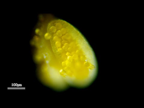 Oxalis corniculata under microscope