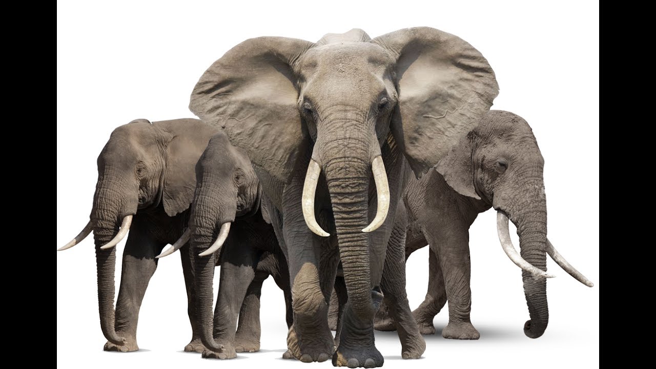 Common animal. Слон. Африканский слон. Слон на белом фоне. Слоны на прозрачном фоне.