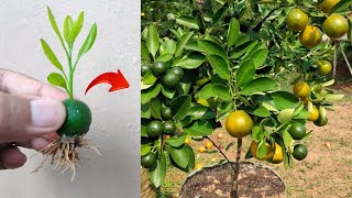 Spesial skills! Growing a lemon trees from lemon fruit in pot