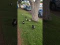 Duck Race! #elysianzen #visualstillness #miamidailylife #peacefulscenes #nonarration #duck