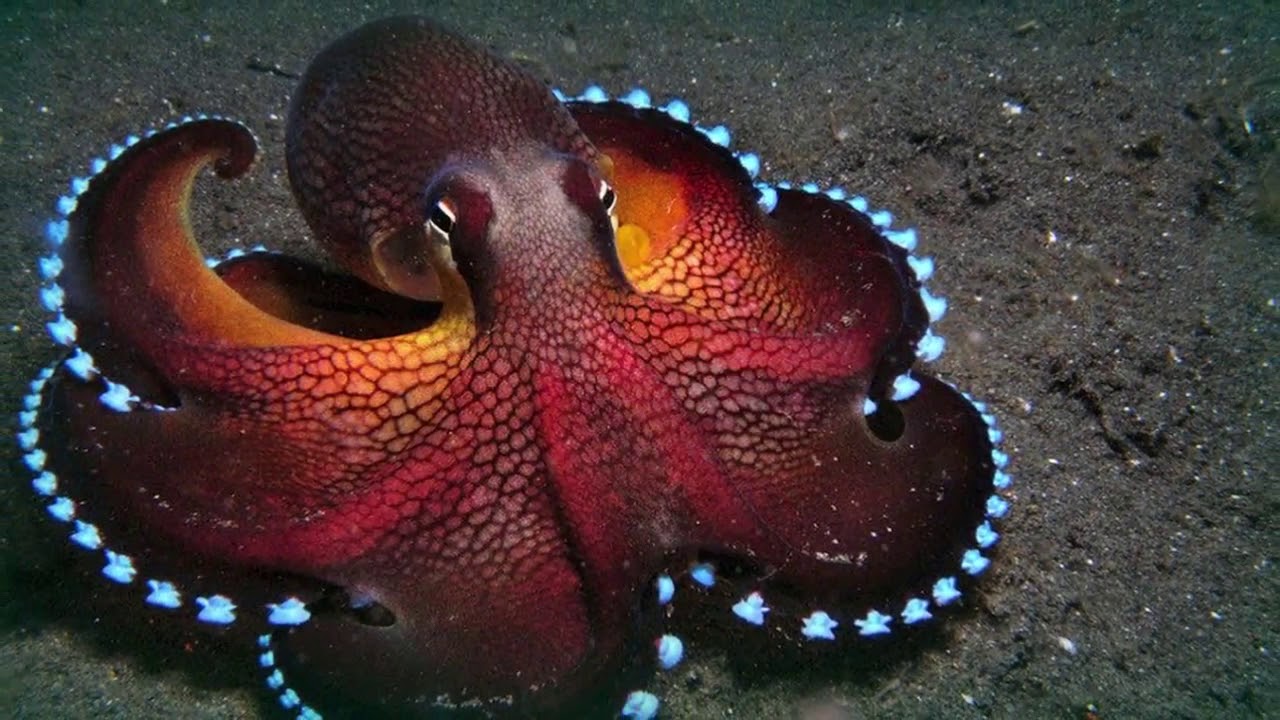 Тип симметрии осьминога. Amphioctopus marginatus. Головоногие моллюски голубая кровь. Головоногие моллюски осьминог. Карибский рифовый осьминог.