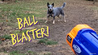 Clea Gets A New Ball Blaster! by The Heeler Mama 1,750 views 4 months ago 14 minutes, 8 seconds