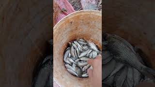 Alot of fish #fishing #shorts