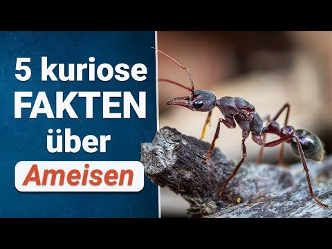 Video: Hat Eine Ameise Ohren? Was Hört Die Ameise? - Alternative Ansicht