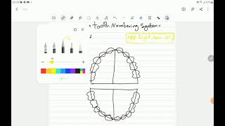 نظام ترقيم الاسنان teeth numbering system