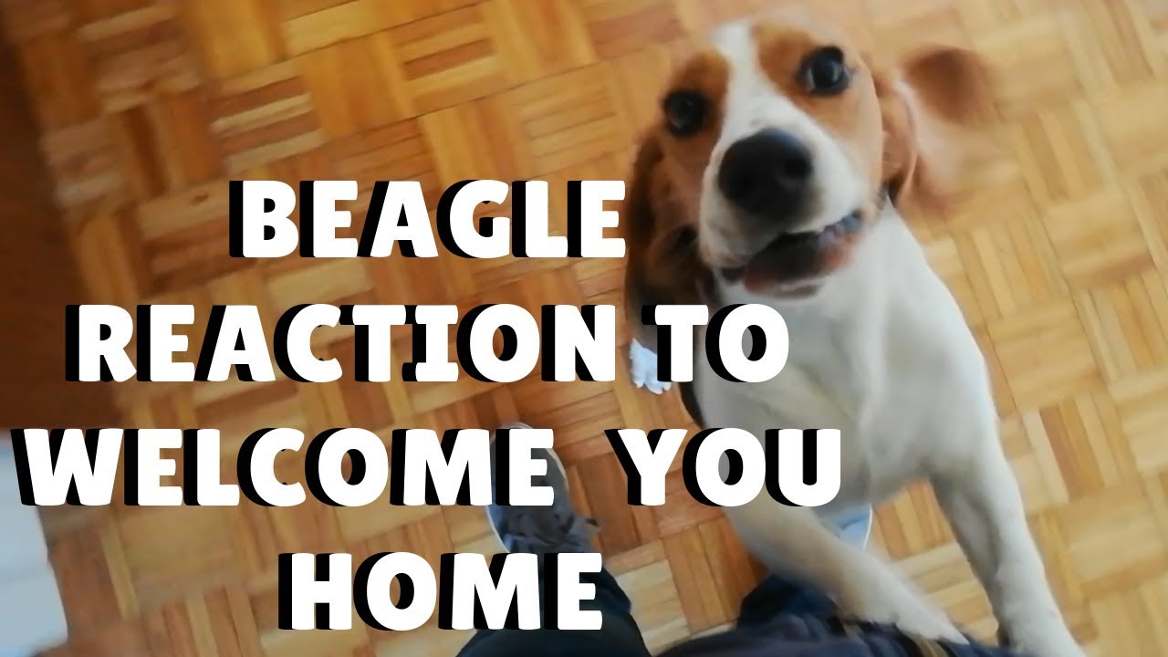Beagle goes crazy when reunited with his owner ¦ PipasTheBeagle - YouTube