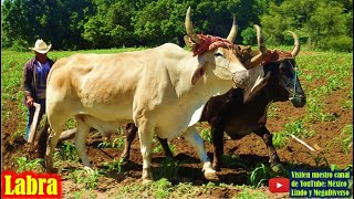 Asi LABRAMOS la milpa en mi Pueblito de la Mixteca Oaxaca