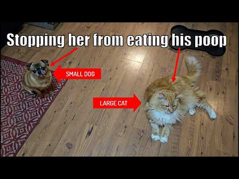 $50 vs $250 Automatic Pet Door: Stopping Dog from Eating Cat Poop