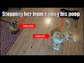Engineering Solutions for Pet Problems
