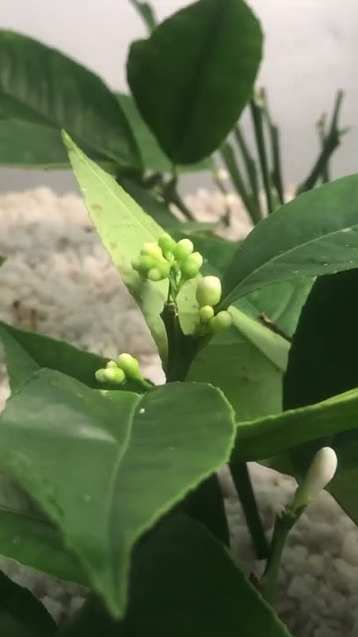 Лимоны в питомнике(Мейер) - YouTube