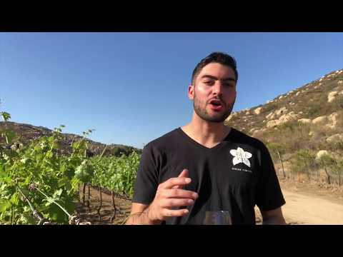 Video: ¿Qué es un vino blanco seco?