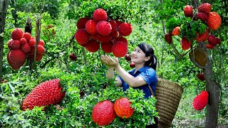 How to Harvest Red Garcinia Cowa, Goes To The Market Sell  Harvest and Cooking | Tieu Vy Daily Life