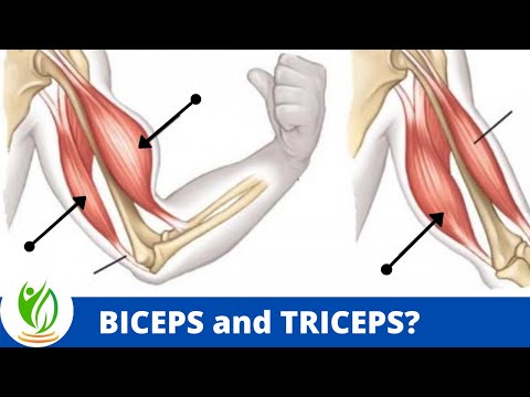 What’s the Difference Between Biceps and Triceps?