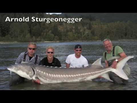 sturgeon record river fraser