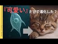 【猫の起源と進化の歴史】可愛さだけでのし上がった！？最強種族『イエネコ』 に迫る！