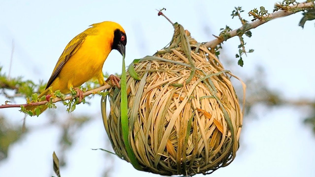 Types of Bird Nests - Hanging nests