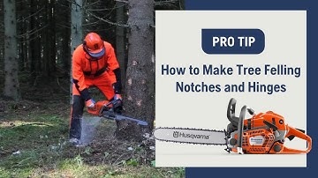 How To Make Tree Felling Notches And Hinges With A Chainsaw | Husqvarna