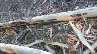 removing bark from black locust for long lasting fence poles