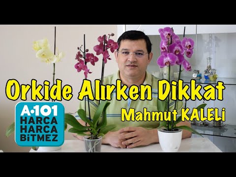 Video: Orkide Phalaenopsis'ten Nasıl Farklıdır? 29 Fotoğraf Phalaenopsis - Orkide Mi Değil Mi? Türlerin Temel Farklılıkları Ve Tanımı