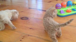 Curly kitten that has taken over the internet!!!!! SELKIRK REX