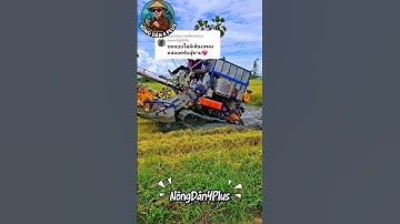 Máy Cắt Lúa Thái Lan Thì Cũng Phải Mắc Lầy Thui#nongdan#nongnghiep #shortvideo #mientay #farming