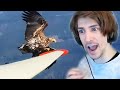 Eagle Tries to Land on Wing! - xQc Reacts to Weekly Dose of Aviation!