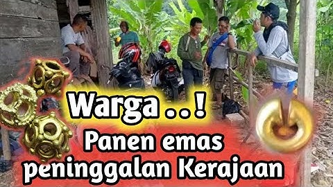penemuan harta Karun warga panen emas kuno peninggalan kerajaan @Metaldetectorlampung