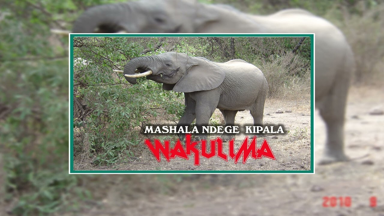 Mashala ndege kipala _wakulima