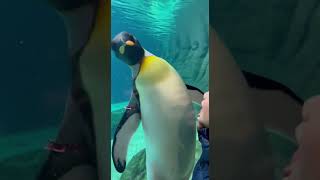 ガラスを叩くペンギン🐧🪟👋😆 #animals #penguin #aquarium #funny #CHIEROZOO @chiero_piero
